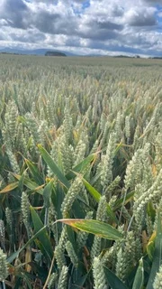 Field of corn