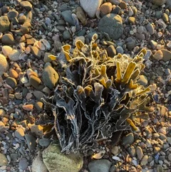 Seaweed